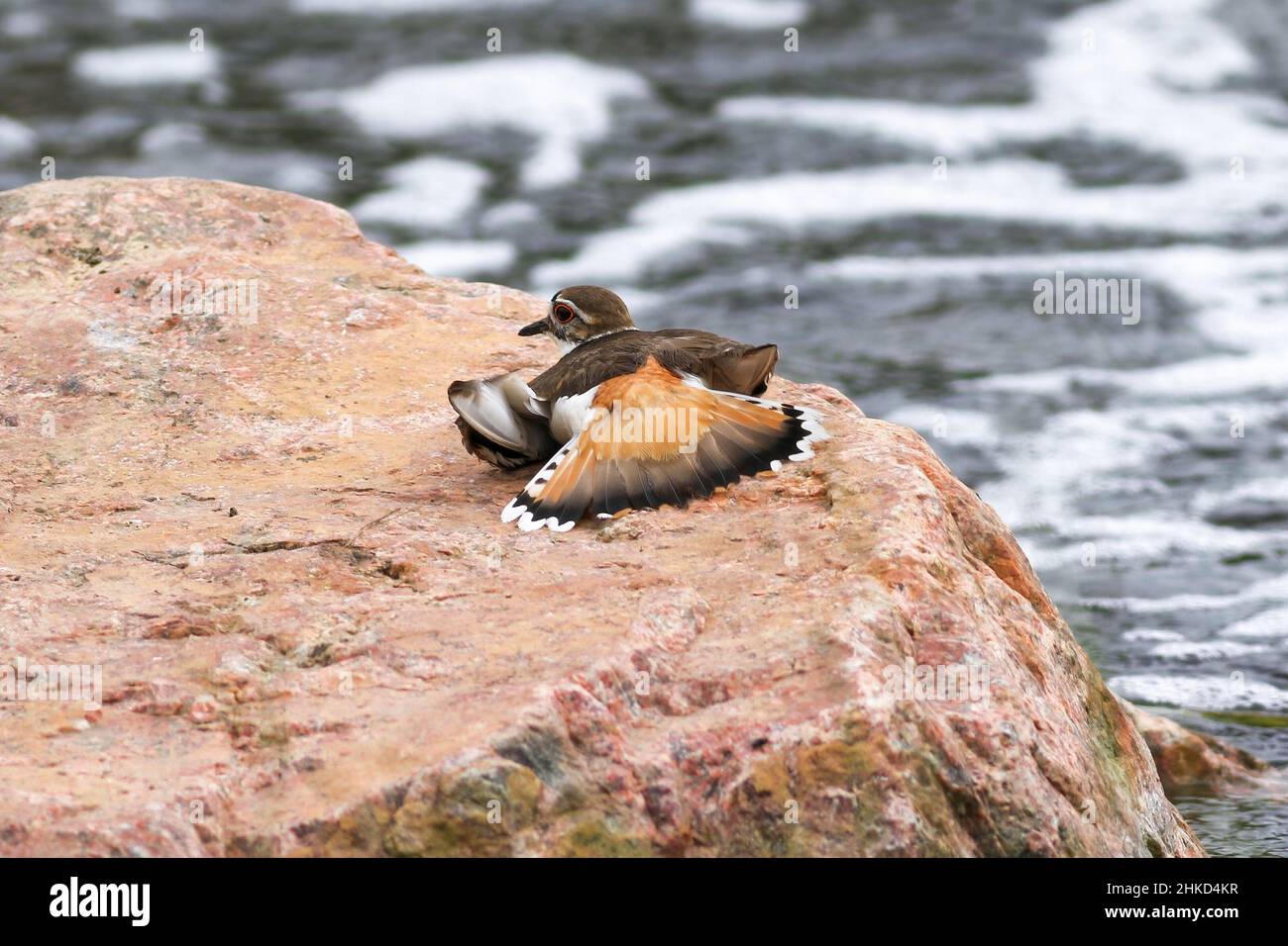 Un oiseau de Killdeer posé sur un rocher de granit rose par un ruisseau, montrant le comportement d'aile cassée, y compris les plumes de queue enjambées. Banque D'Images