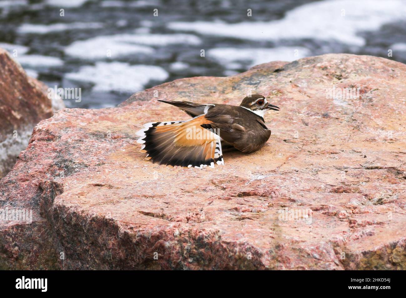 Gros plan d'un pluvier de Killdeer posé sur un rocher rose montrant ses plumes par un ruisseau en cours d'eau. Banque D'Images