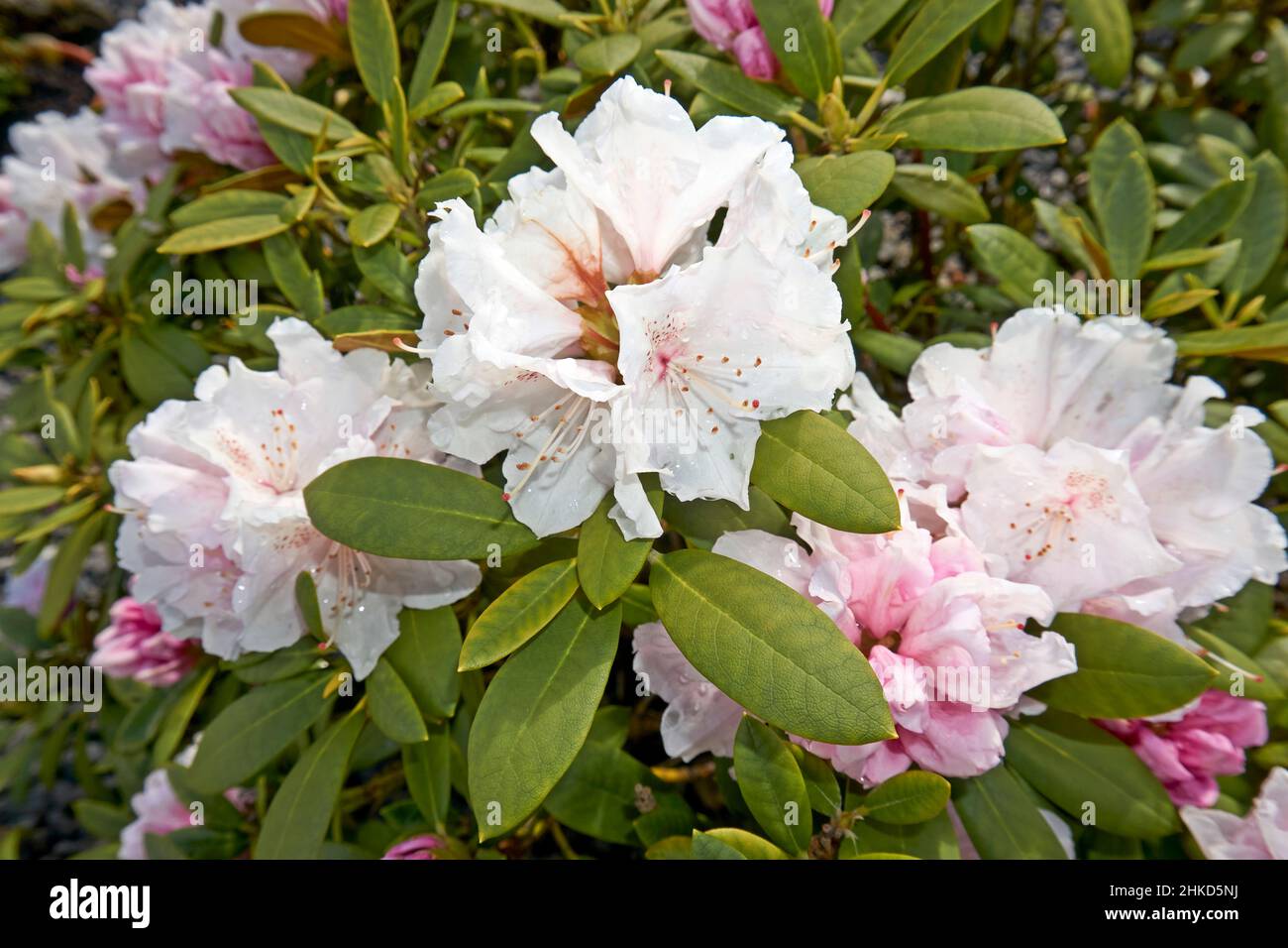 Rhododendron ferrugineum rose fleurs violet clair sur un jour ensoleillé Banque D'Images