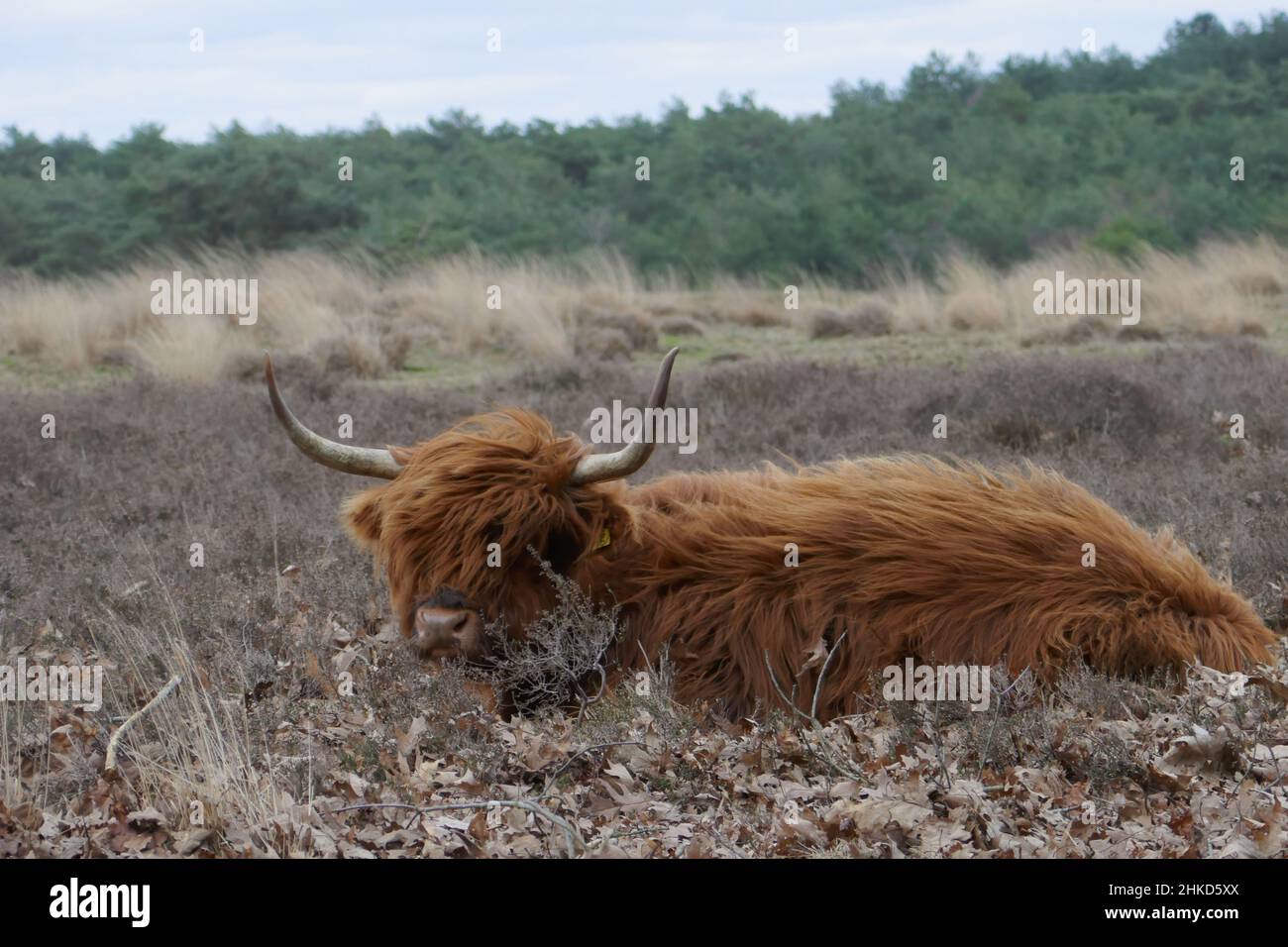 Un Scottish highlander est situé dans une lande balayée par le vent Banque D'Images