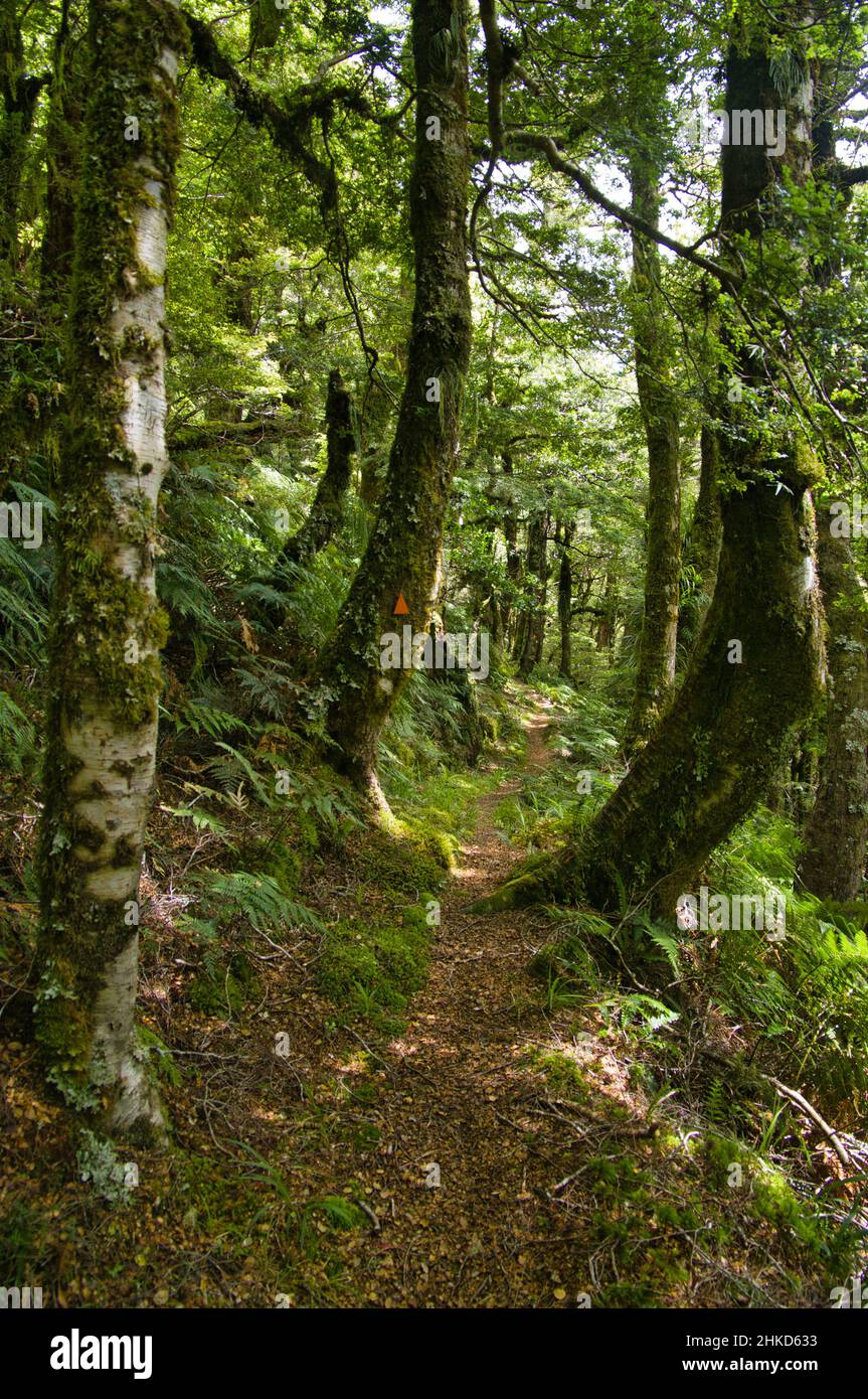 Le Ruapani Track, une longue promenade à travers la forêt tropicale du parc national de te Urewera, Île du Nord, Nouvelle-Zélande, Banque D'Images