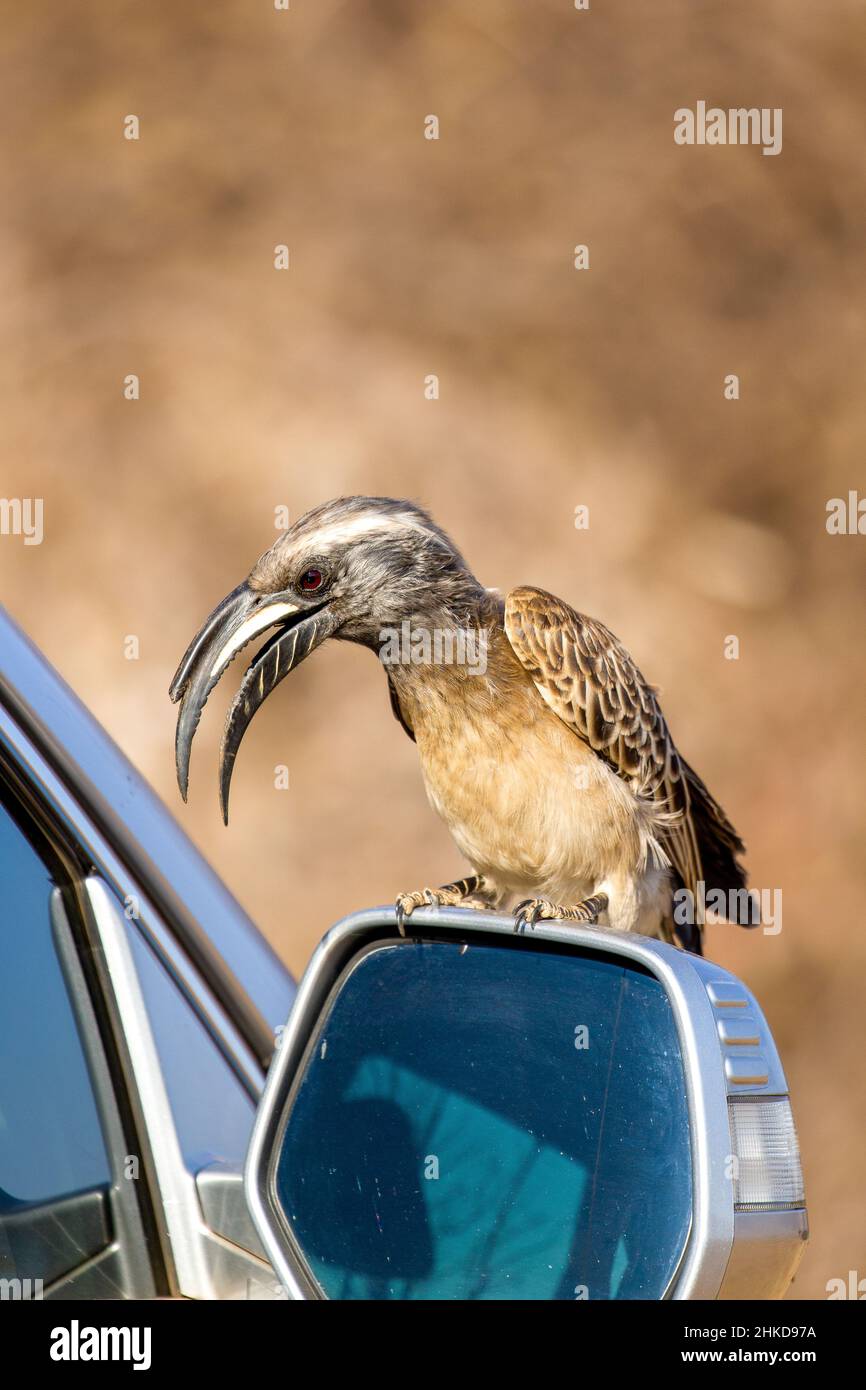 African Gray Hornbill, parc national de Pilanesberg Banque D'Images