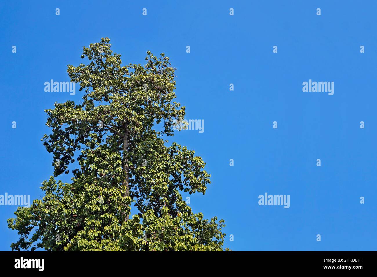 Arbre tropical et ciel bleu Banque D'Images