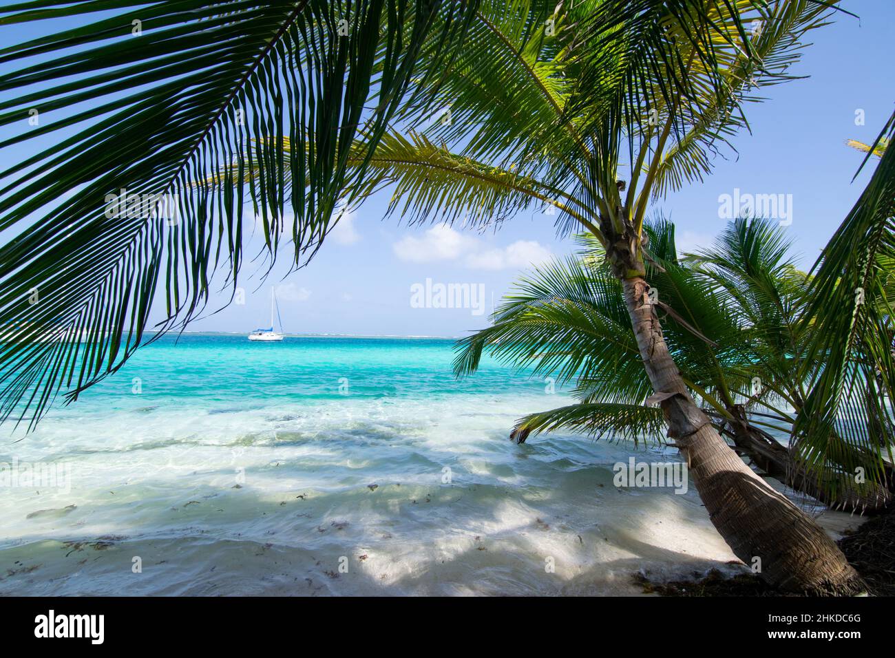 Plage de palmiers intacte à Chichime Island (San Blas) Banque D'Images