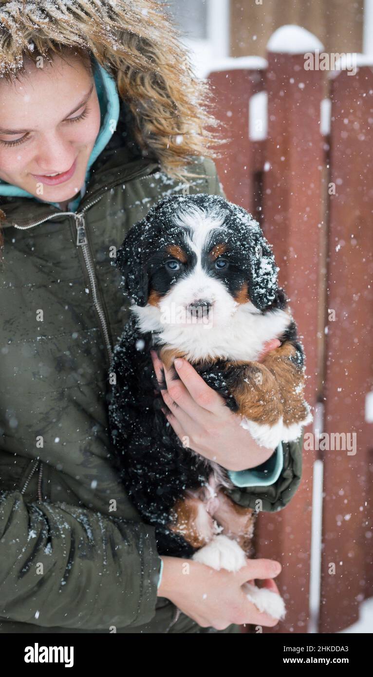 Fille tenant tricolore Mini Bernedoodle Puppy dans ses bras dans la neige devant une clôture de planche Banque D'Images