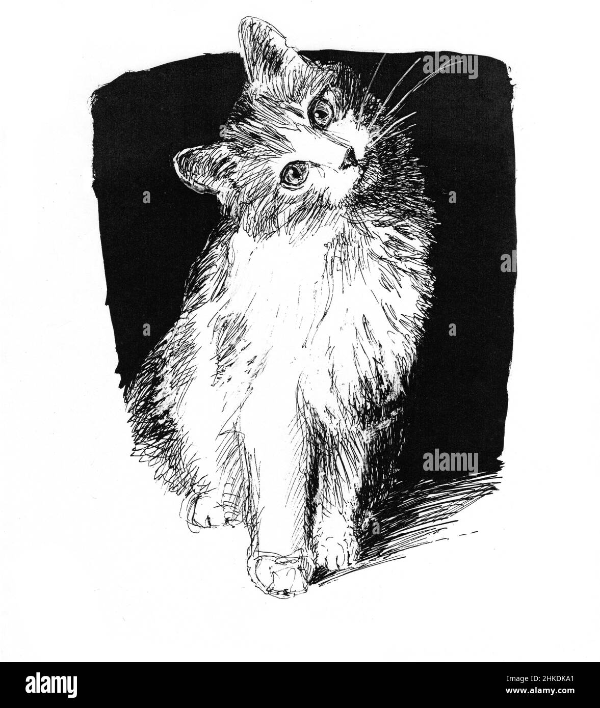 Un adorable chaton regarde sur l'inclinaison de sa tête.Dessin de stylo noir et blanc montrant la figure entière d'un chat assis vers l'avant.Arrière-plan noir. Banque D'Images