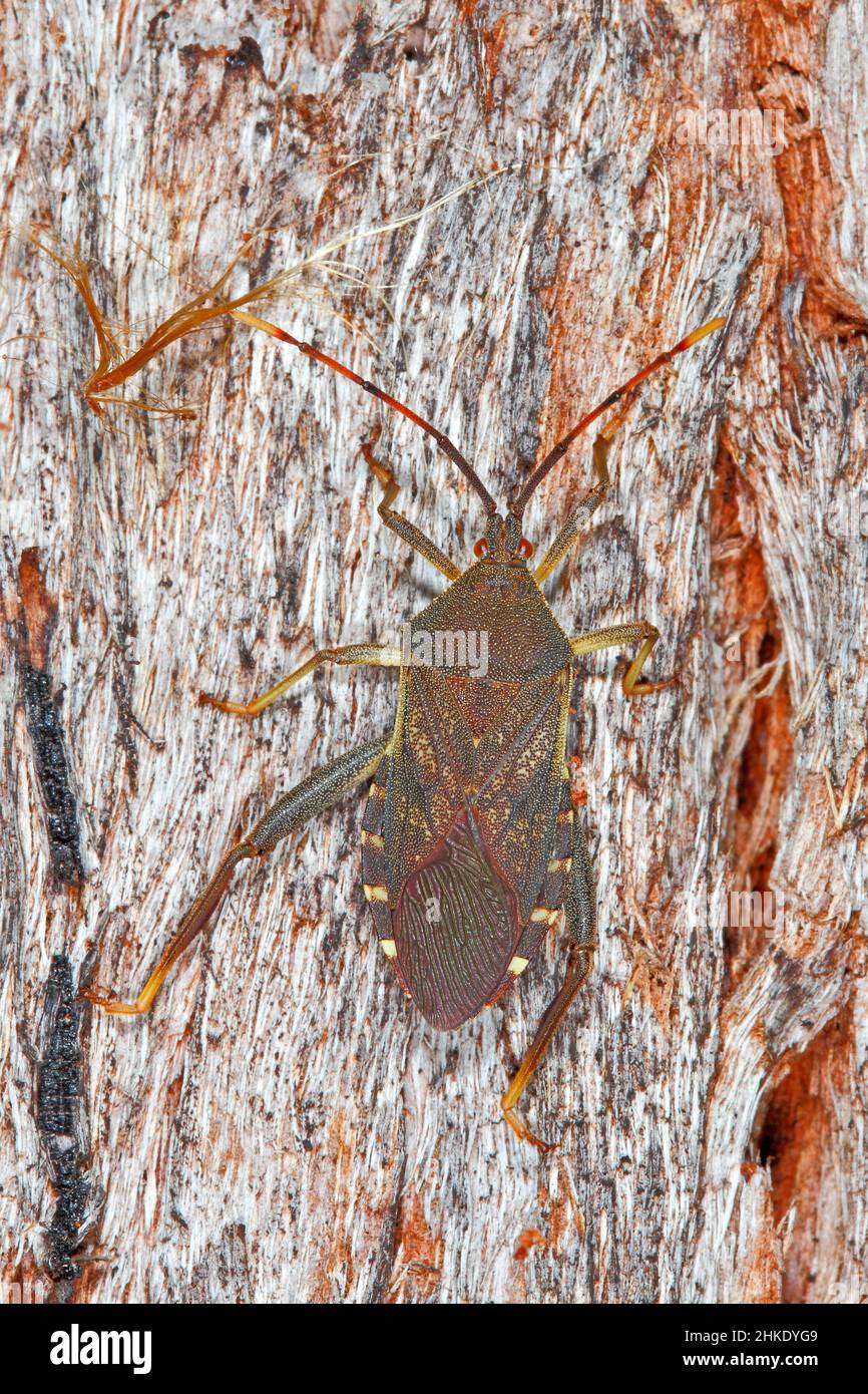 Bug-flétrissure d'eucalyptus, Amorbus alternatus.Adulte.Également connu sous le nom de Eucalyptus Tip Bug, Gumtree Tip Bug, squash Bug, Clown Bug et Coreid Bug.Cercueils H Banque D'Images