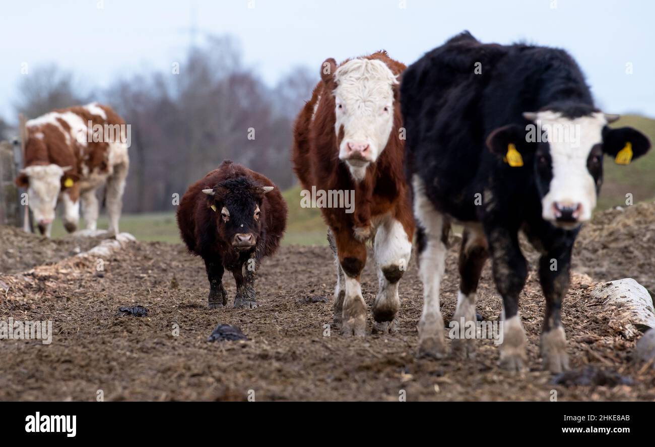 03 février 2022, Bavière, Wörth: Le petit taureau Napoléon (2nd de gauche) vient du pâturage à la grange avec d'autres vaches à la ferme de miséricorde de 'Schneider Hof'.Napoléon fait seulement 80 centimètres de haut.Le taureau, qui a environ huit mois, souffre d'un défaut génétique et ne pousse donc plus.Photo: Sven Hoppe/dpa Banque D'Images