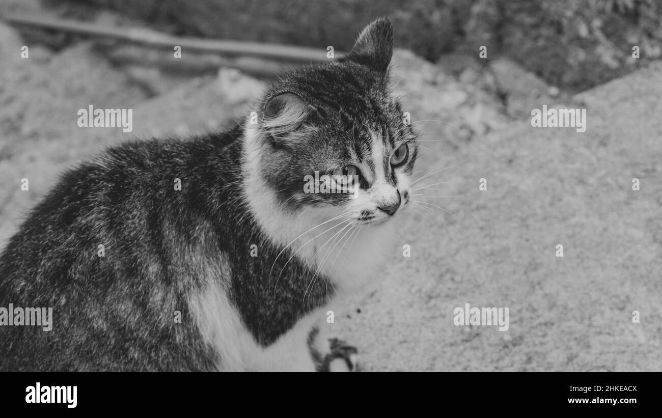 Photo de chat domestique (animal de compagnie) en plan fermé, avec un look fixe et mignon. Véritable animal dans une situation réelle. Banque D'Images