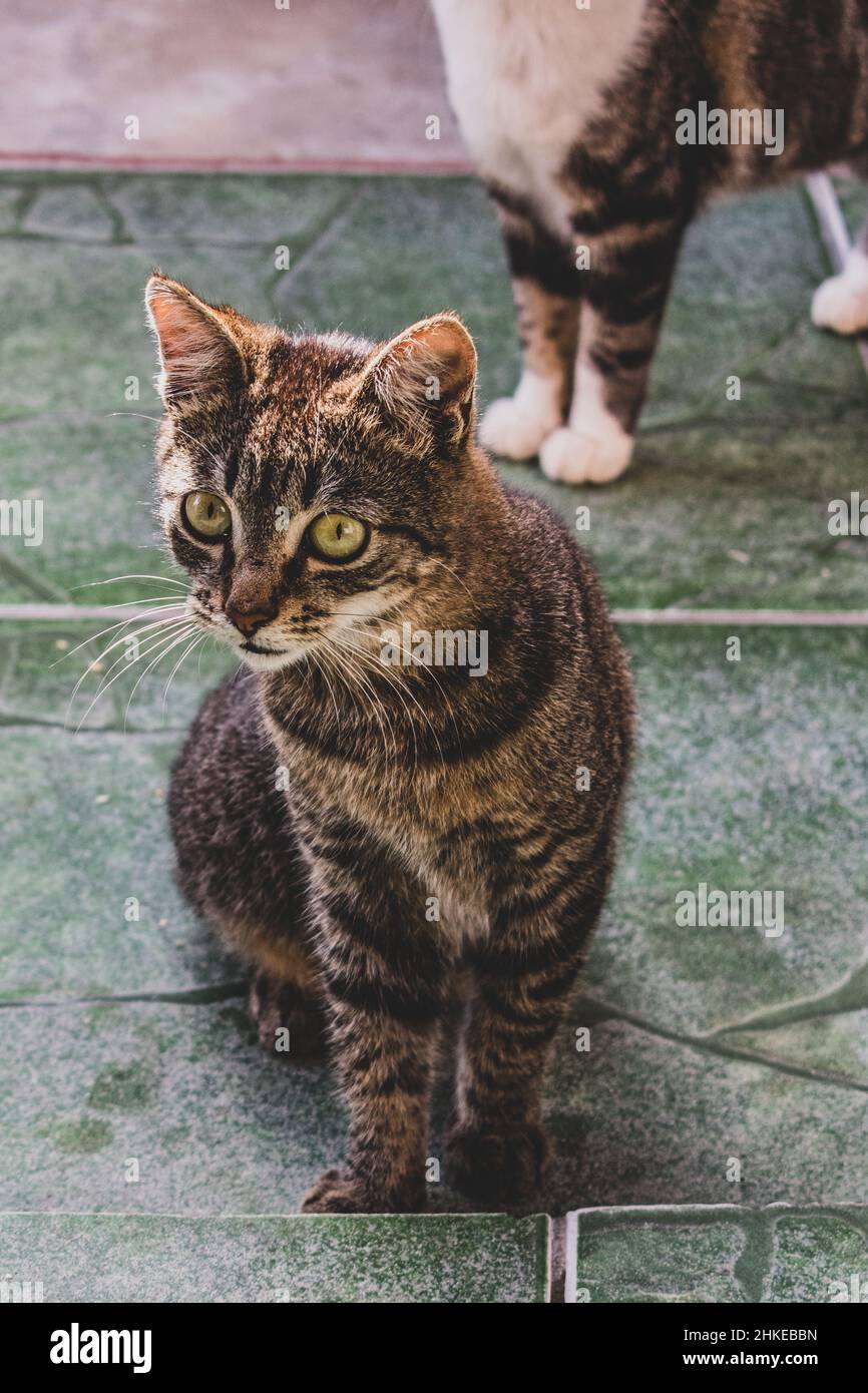 Photo de chat domestique (animal de compagnie) en plan fermé, avec un look fixe et mignon. Véritable animal dans une situation réelle. Banque D'Images