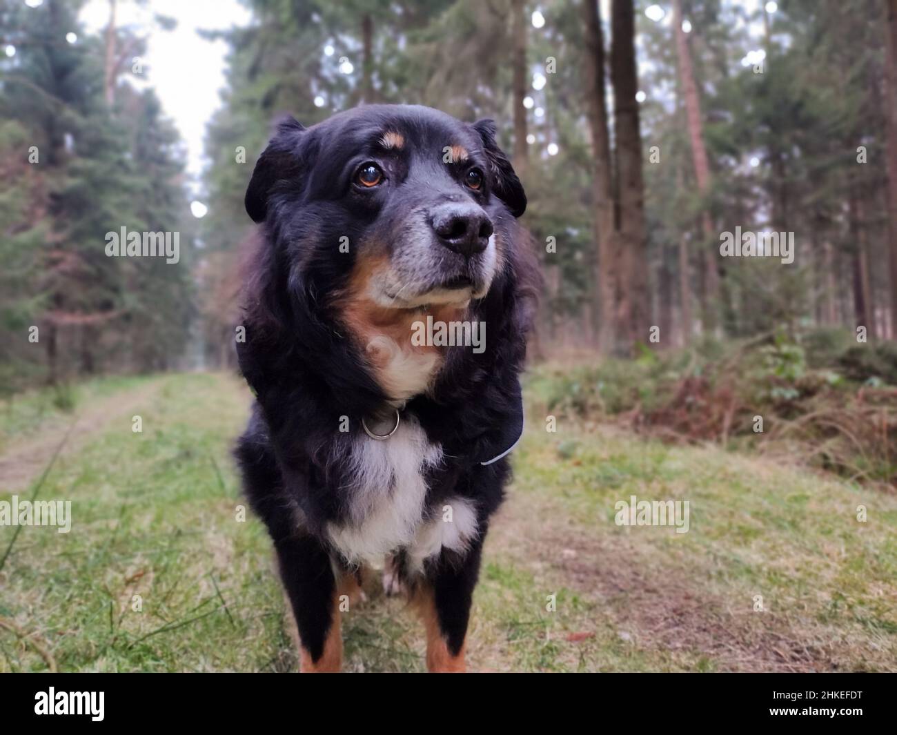 Gros plan d'un chien de montagne bernois errant dans le bois Banque D'Images