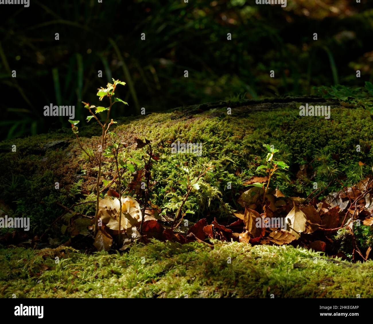 Semis de hêtre provenant d'un hêtre mort tombé, parc national de Nelson Lakes, île du sud, Aotearoa / Nouvelle-Zélande Banque D'Images