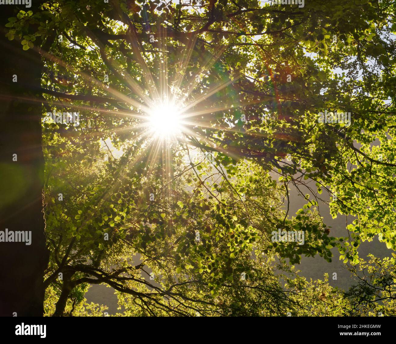 Sunburst à travers la canopée de hêtre, parc national de Nelson Lakes, île du sud, Aotearoa / Nouvelle-Zélande Banque D'Images