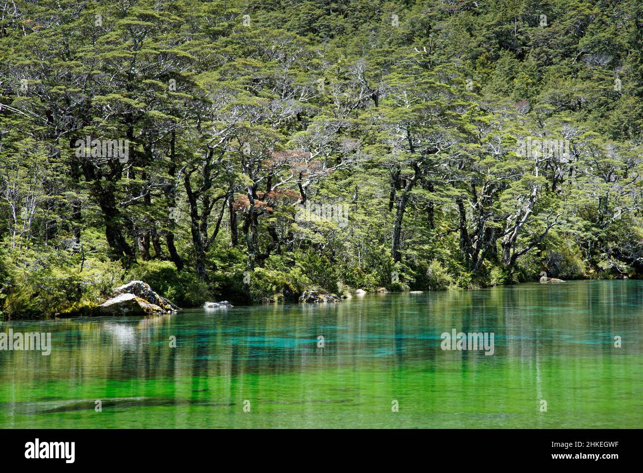 Lac bleu, parc national des lacs Nelson, île du sud, Aotearoa / Nouvelle-Zélande Banque D'Images