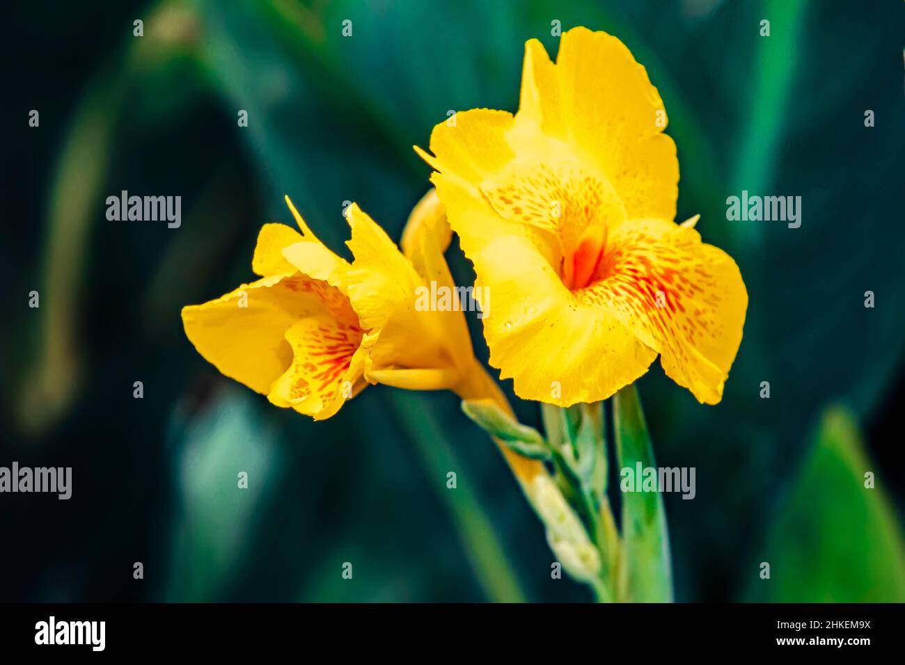 Orchidée jaune sauvage Banque de photographies et d'images à haute  résolution - Alamy