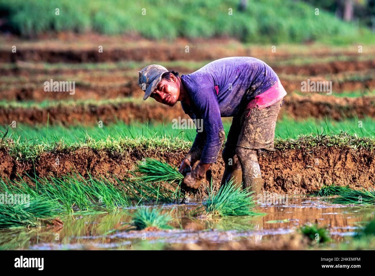 Agriculteur travaillant dans les champs de riz, Surigao, sud des Philippines Banque D'Images