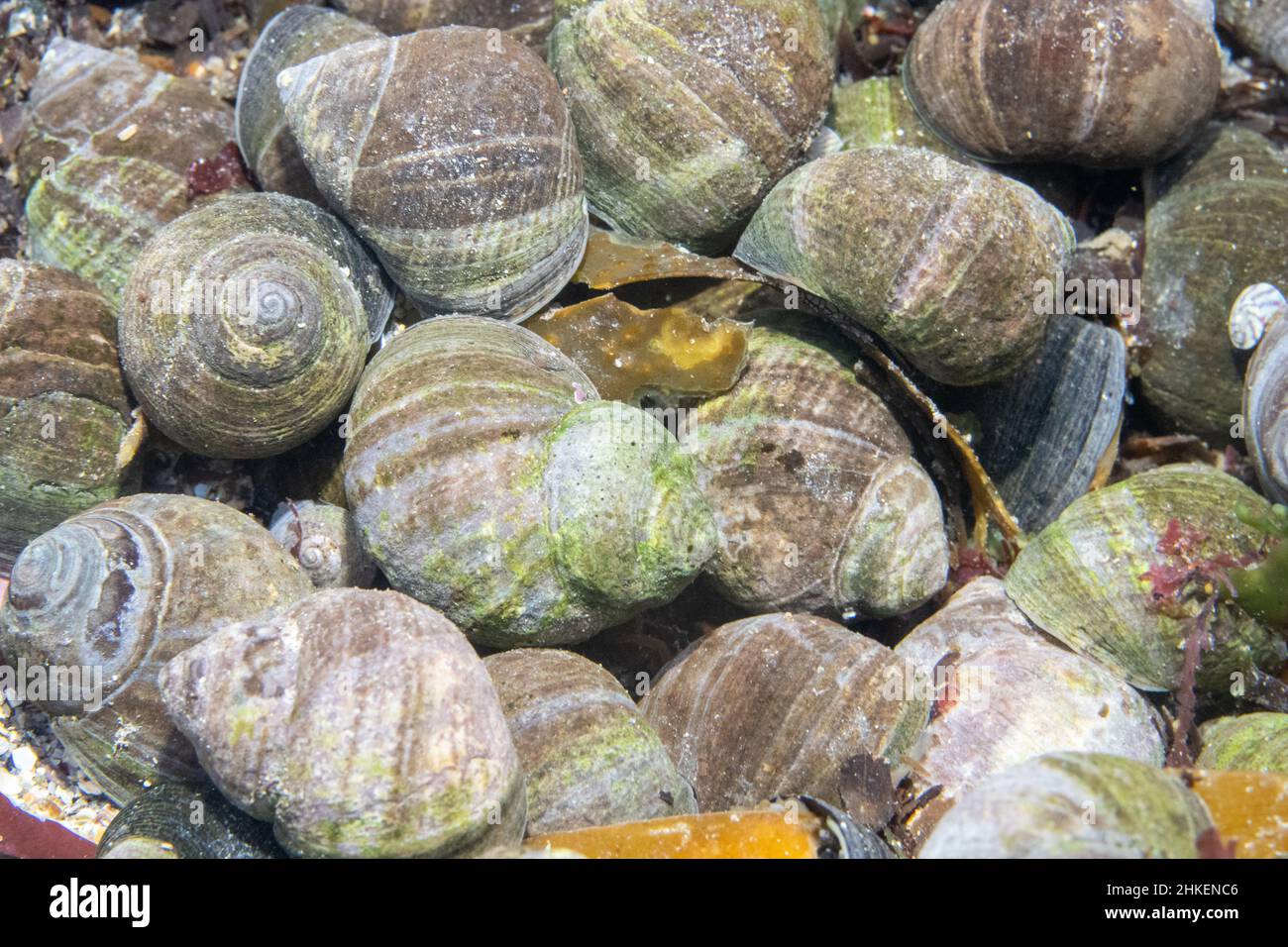 Periwinkle comestible dans un Rockpool dans la baie de Wembury Banque D'Images