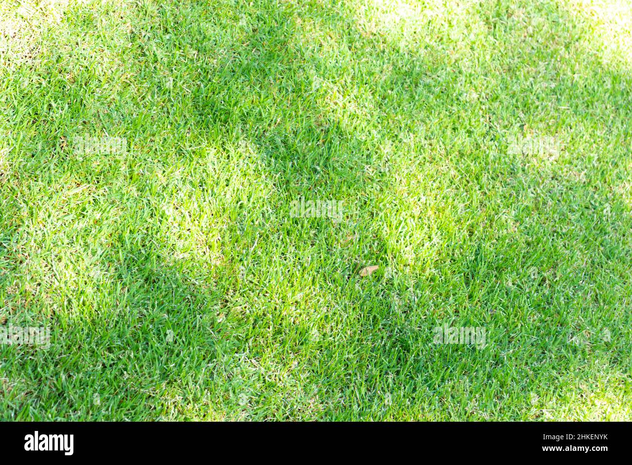 Texture d'arrière-plan du champ d'herbe verte. Banque D'Images