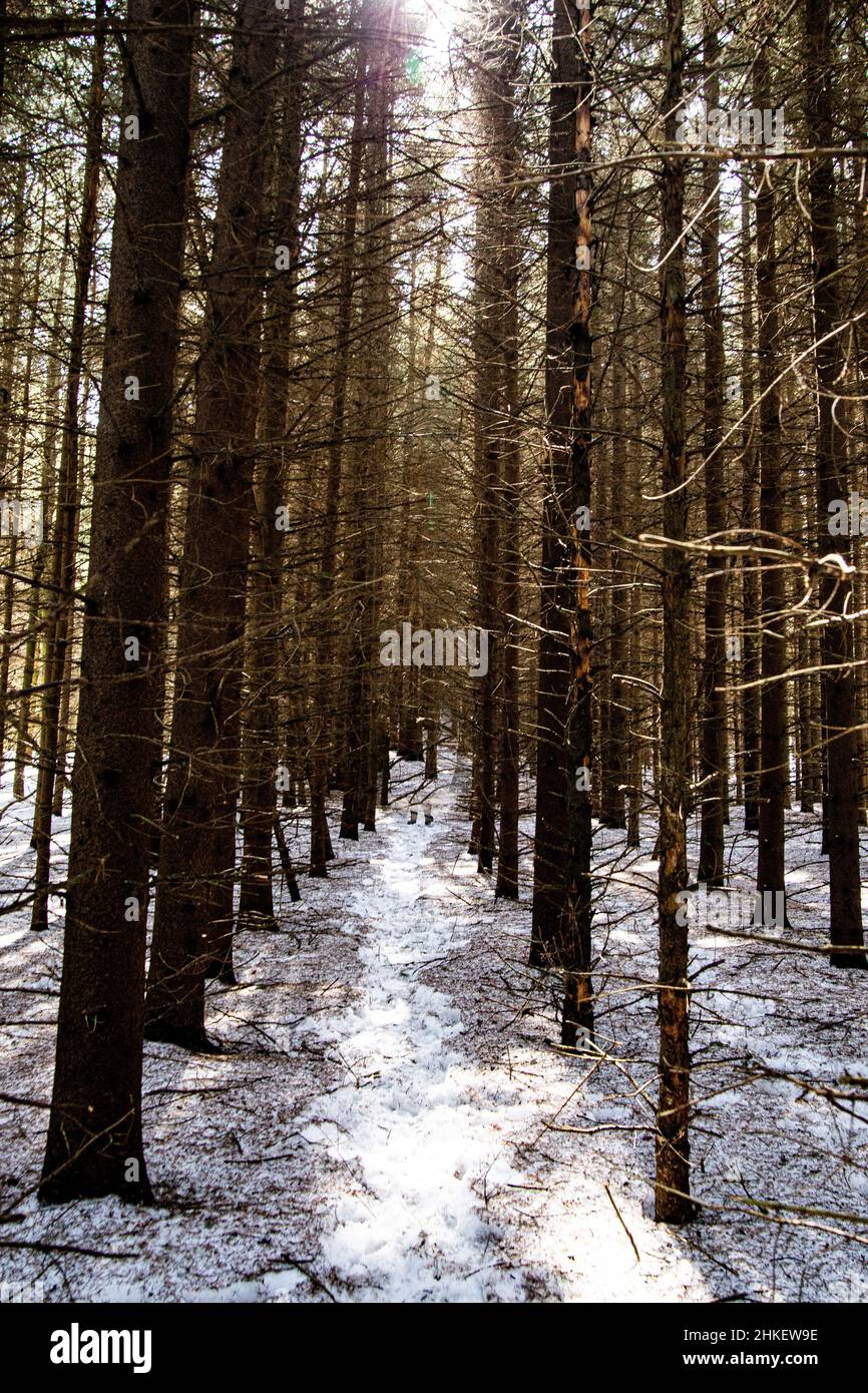Forêt canadienne profonde couverte de neige sous le soleil Banque D'Images
