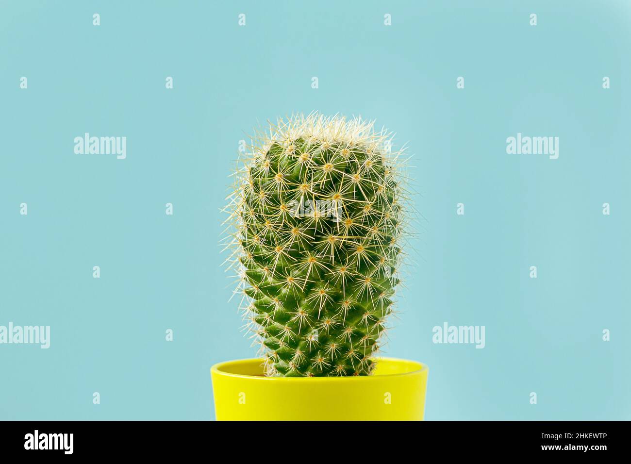 Cactus vert dans pot jaune sur bleu. Banque D'Images