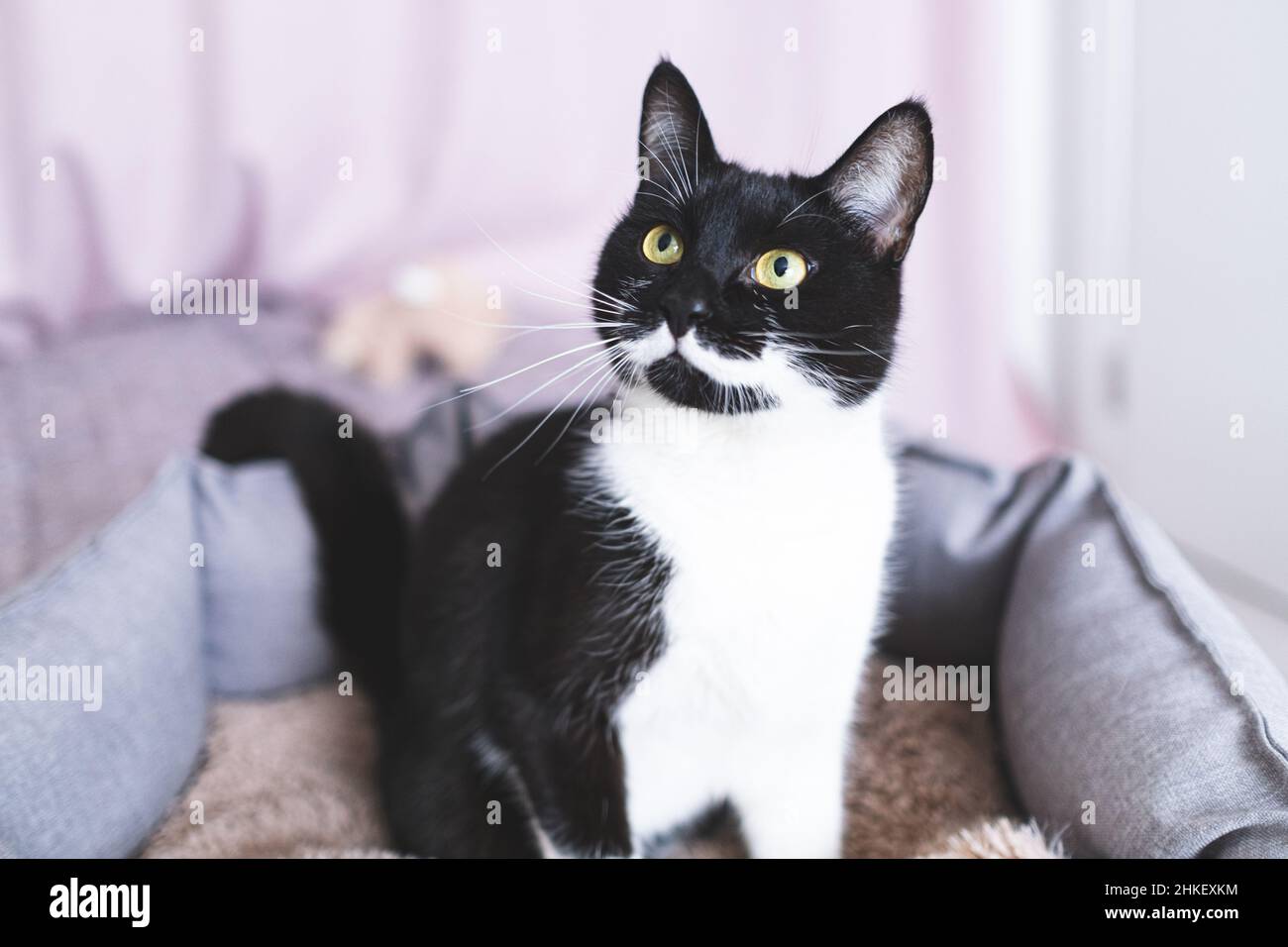 Jeune chat noir avec des whiskers blancs et des yeux jaunes intelligents est assis dans le lit de chat.Couleur rare inhabituelle de l'animal.Portrait de noir et blanc ludique Banque D'Images