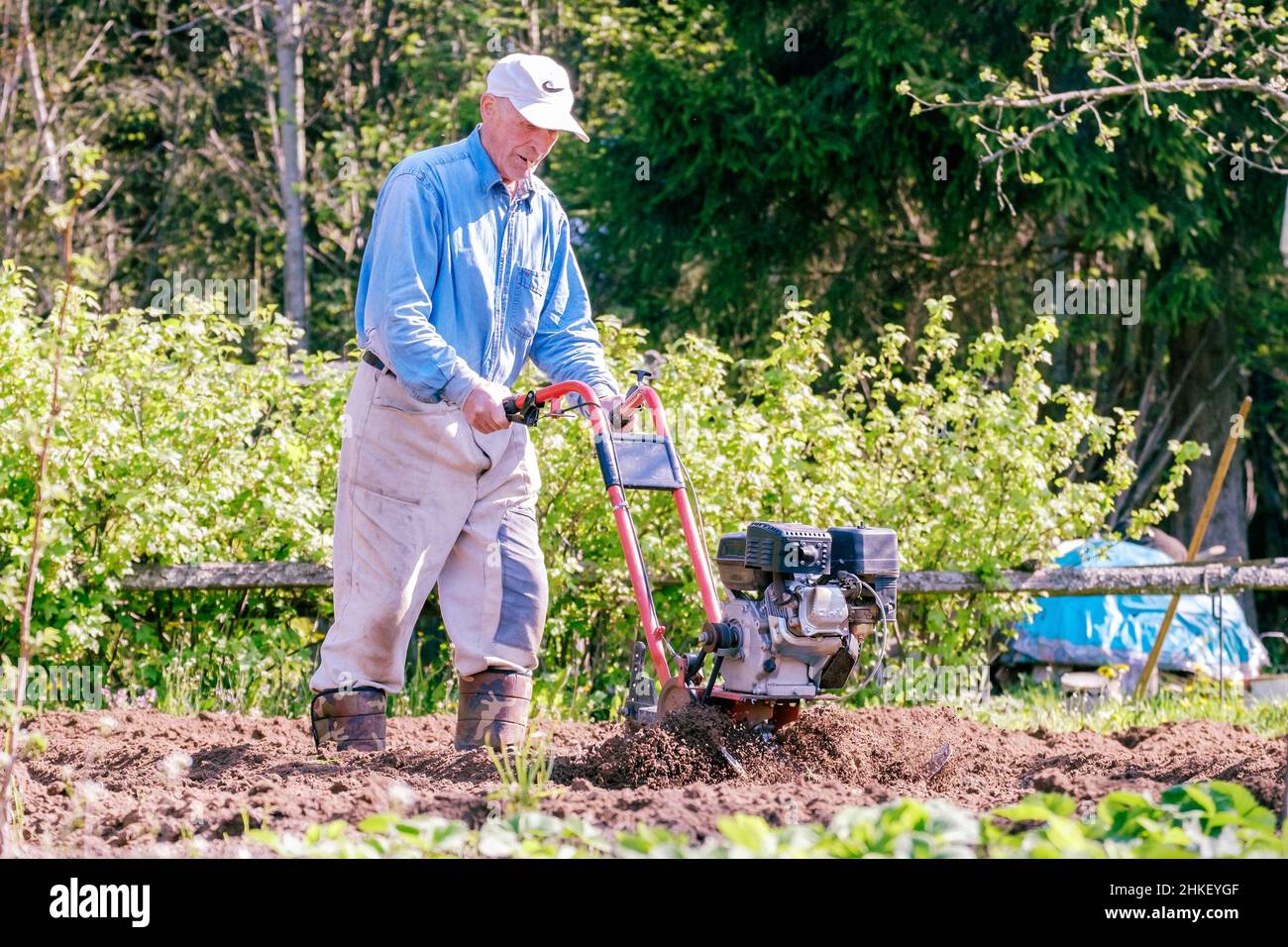 Un vieil homme de 80 ans et plus, labourant le sol avec un cultivateur à essence au printemps. Banque D'Images
