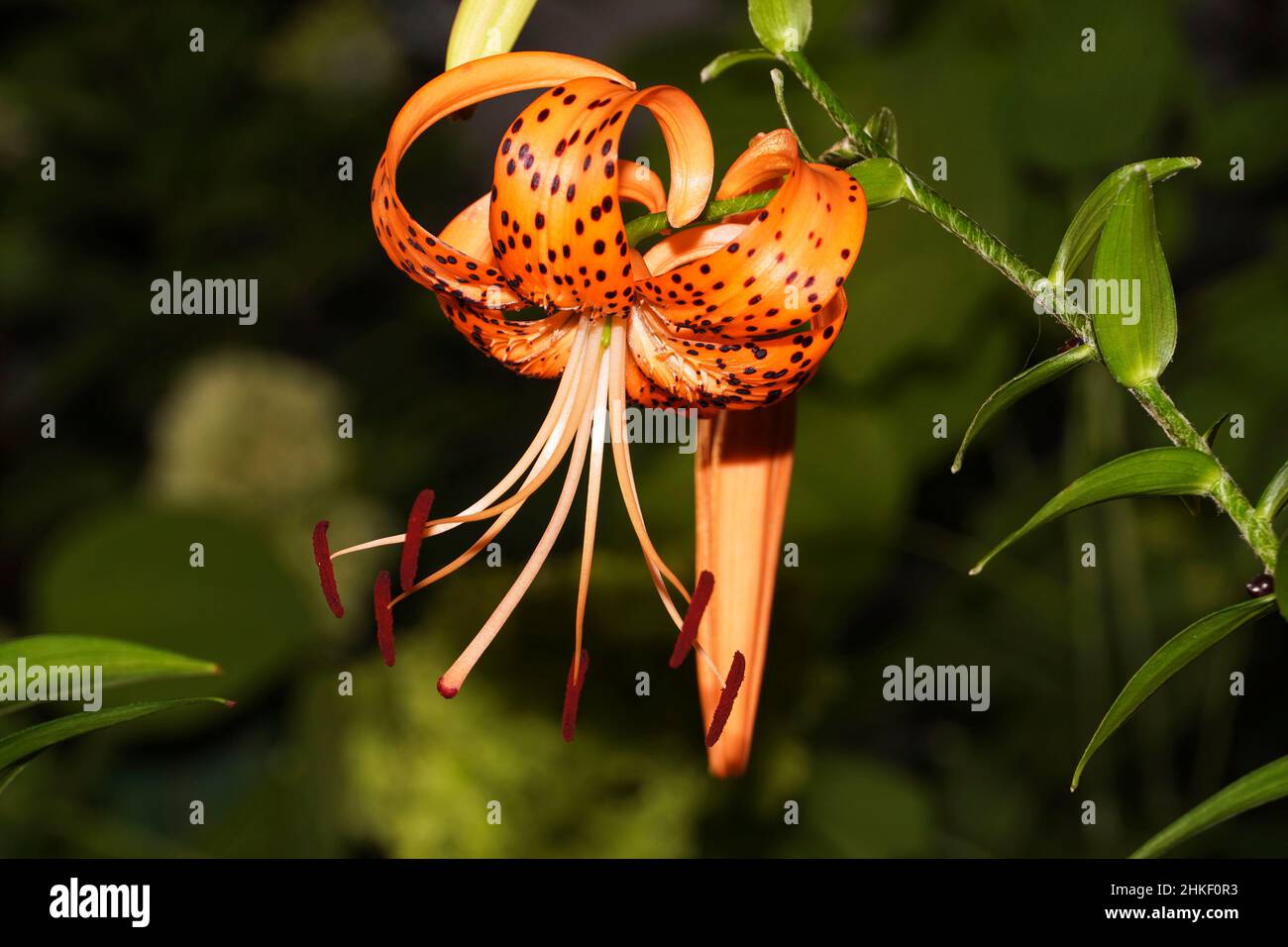 Fleur de nénuphars.Lilium lancifolium. Banque D'Images