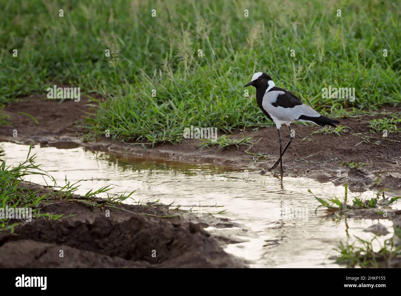 Forgeron Lapwing - Vanellus armatus, belle pluvier de buissons et savanes africains, Amboseli, Kenya. Banque D'Images