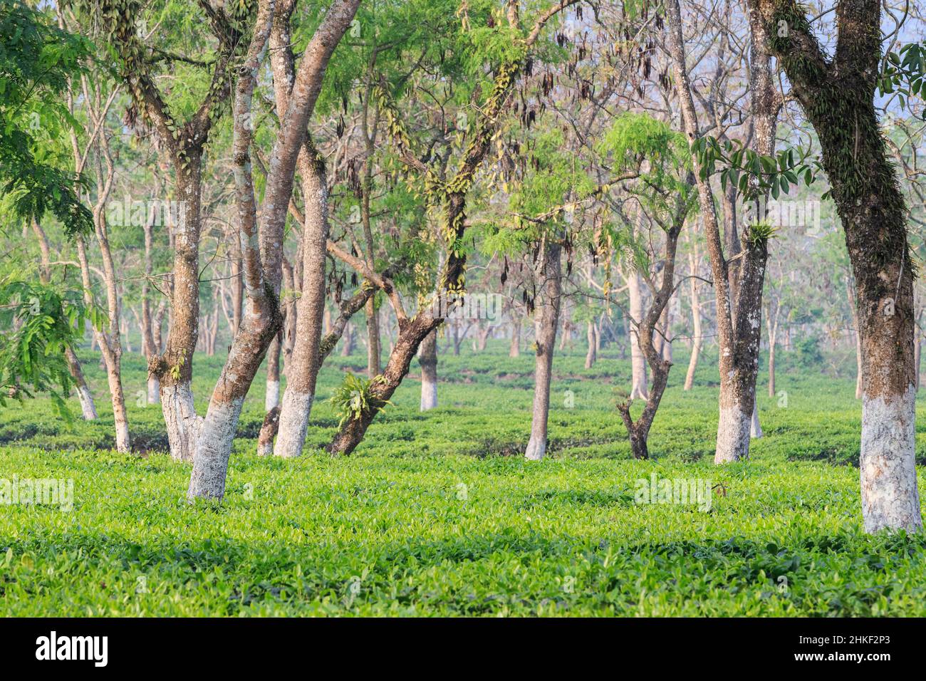 Plateau de thé avec arbres. Assam, Inde Banque D'Images