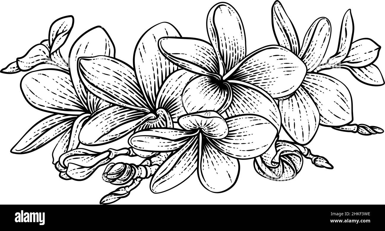 Plumeria Frangipani Tropical Bali Flower Woodcut Illustration de Vecteur