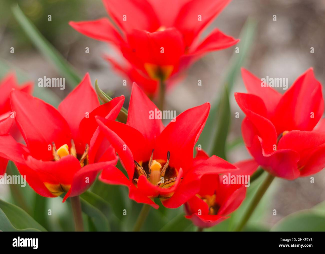 tulipes rouges en fleurs gros plan 2 Banque D'Images