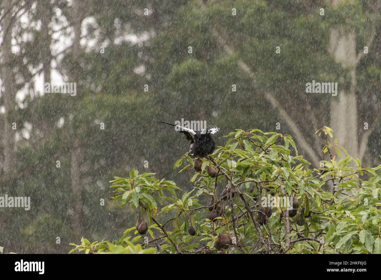 Magpie australienne noire et blanche, au sommet de l'avocat (persea americana), qui s'étend sur les ailes pendant les fortes pluies d'été. Queensland, Australie. Banque D'Images