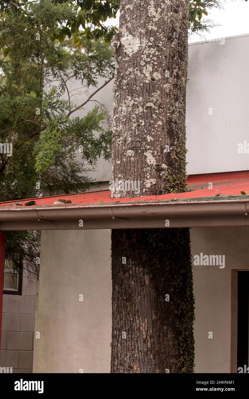 L'adaptation de bâtiments pour permettre l'arbre mûr et le toit en acier ondulé rouge plus récent coexistent dans le Queensland, en Australie. Banque D'Images