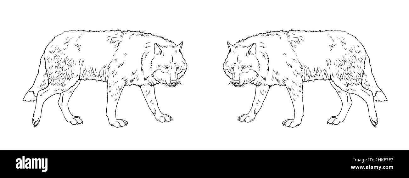 Pack de loups à la chasse. Modèle numérique pour livre de coloriage avec prédateurs. Banque D'Images