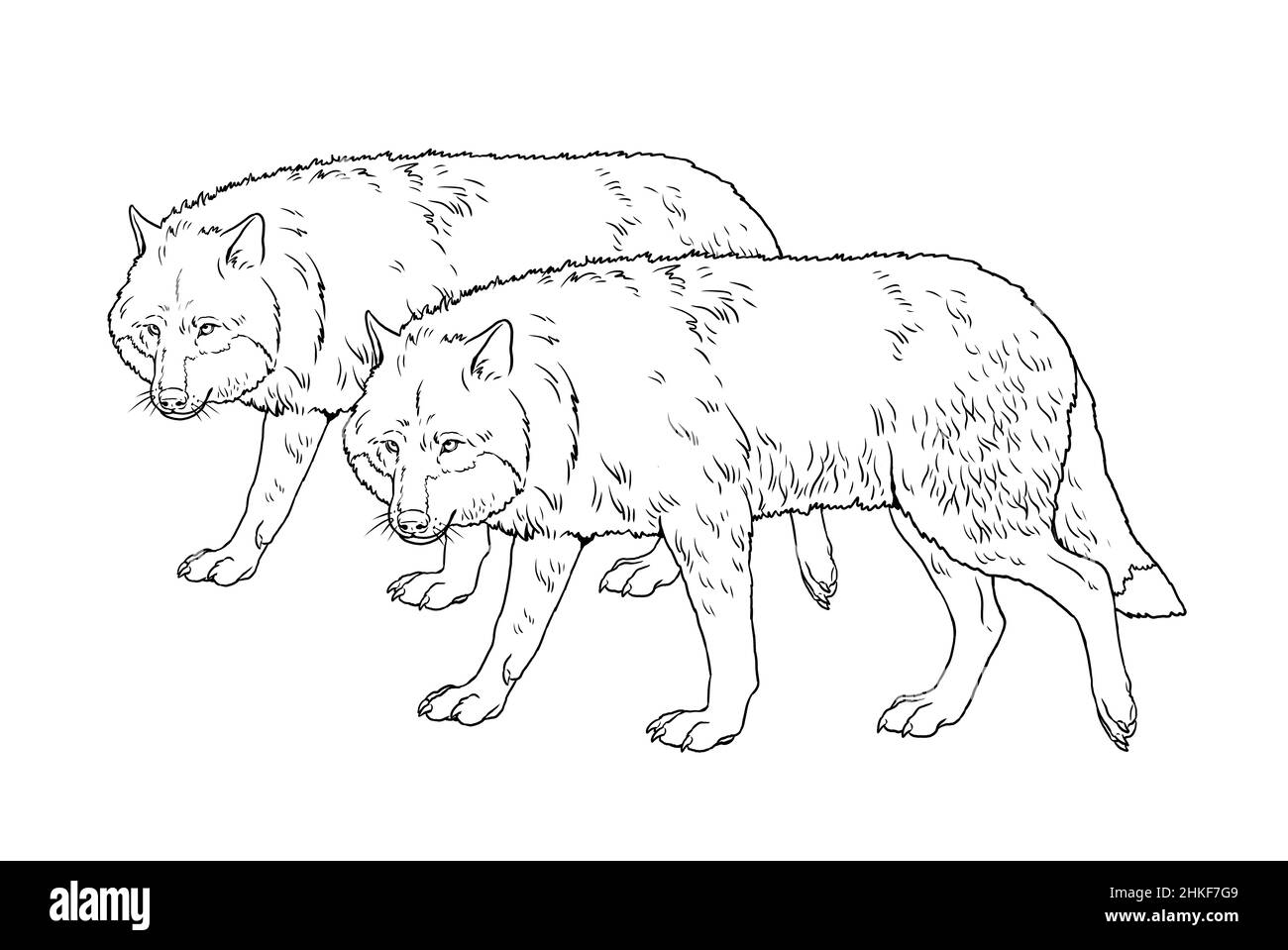 Pack de loups à la chasse. Modèle numérique pour livre de coloriage avec prédateurs. Banque D'Images