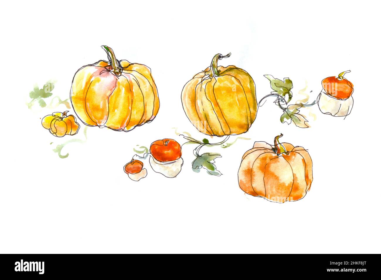 aquarelle dessinant de grandes et de petites citrouilles dans le jardin Banque D'Images