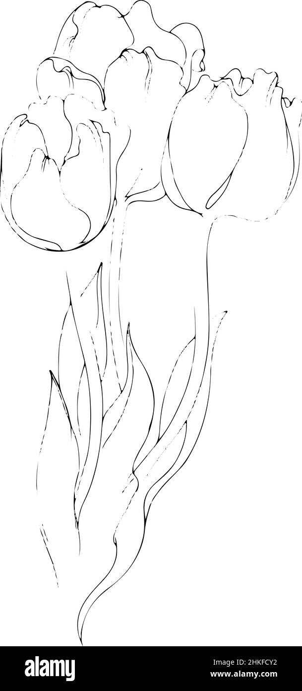 Illustration vectorielle d'un beau bouquet de trois tulipes Banque D'Images