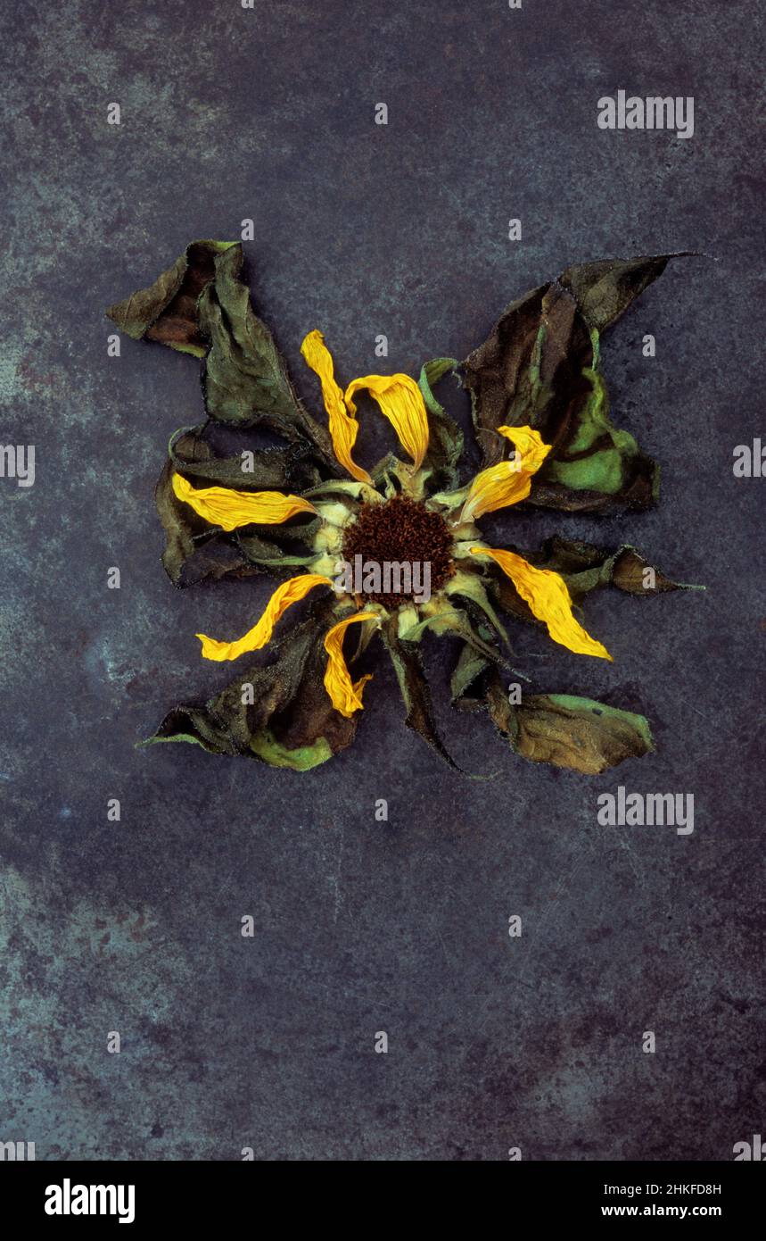 Tête sauvage séchée unique de tournesol ou d'Helianthus annus reposant sur du métal terni Banque D'Images