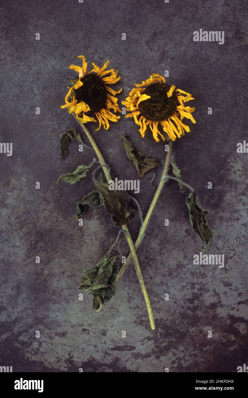 Deux têtes flétries séchées de tournesol ou d'helianthus annus couchées avec leurs tiges sur du métal terni Banque D'Images