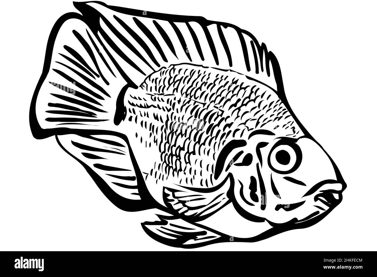 vecteur noir et blanc contour beau perroquet de poisson d'aquarium Banque D'Images