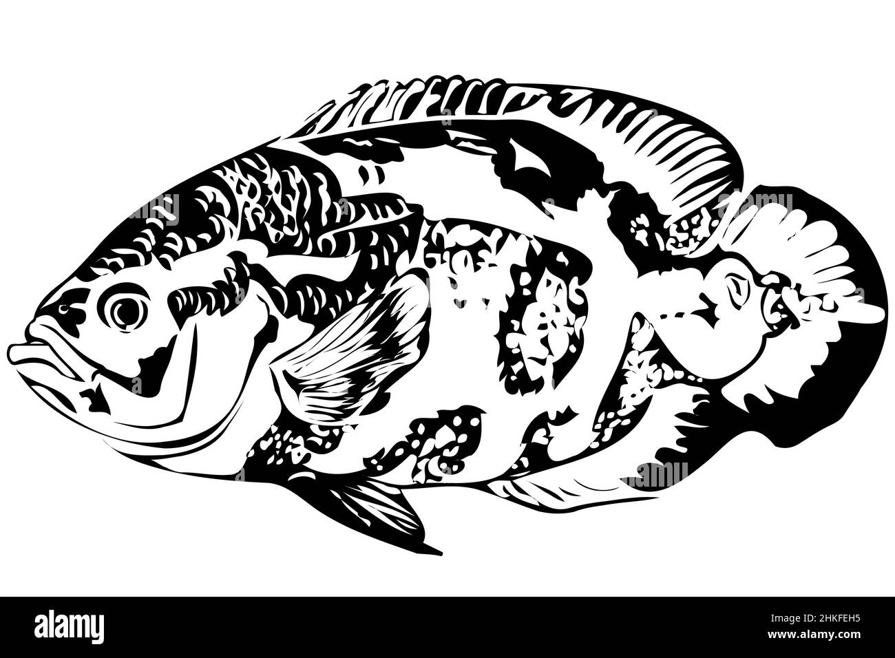 Image d'un beau poisson Astronotus aquarium Banque D'Images