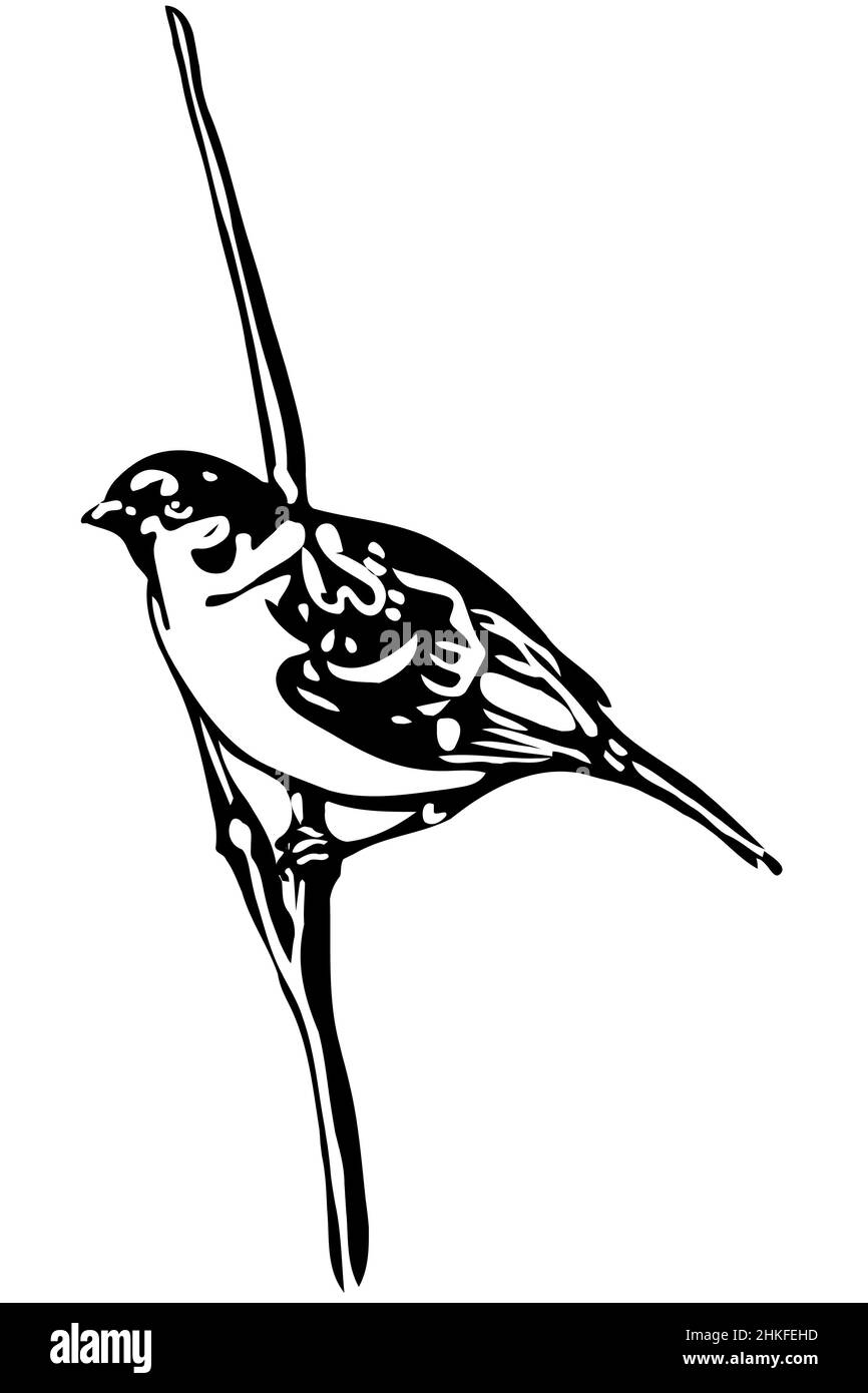 dessin vectoriel noir et blanc d'un petit oiseau sur un front de branche Banque D'Images