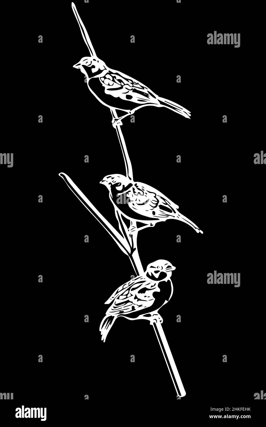 dessin vectoriel noir et blanc d'un petit oiseau sur un front de branche Banque D'Images