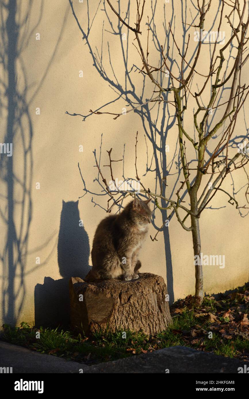 Chat assis sur un bloc de bois au soleil, la lumière projetant l'ombre de sa silhouette sur un mur, format vertical Banque D'Images