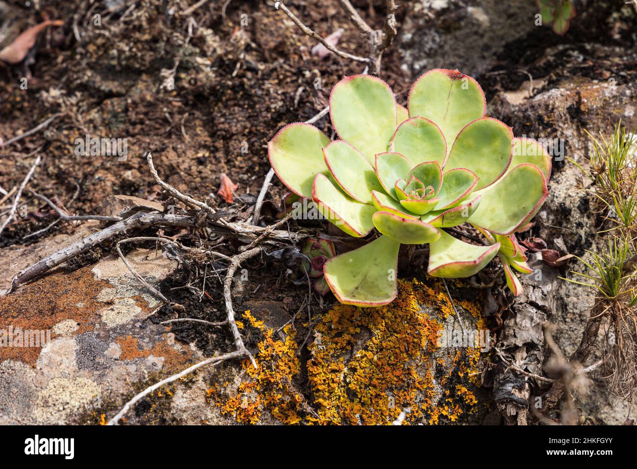 Pinwheel Aeonium haworthii, un succulent endémique qui pousse à Ténérife, en Espagne Banque D'Images