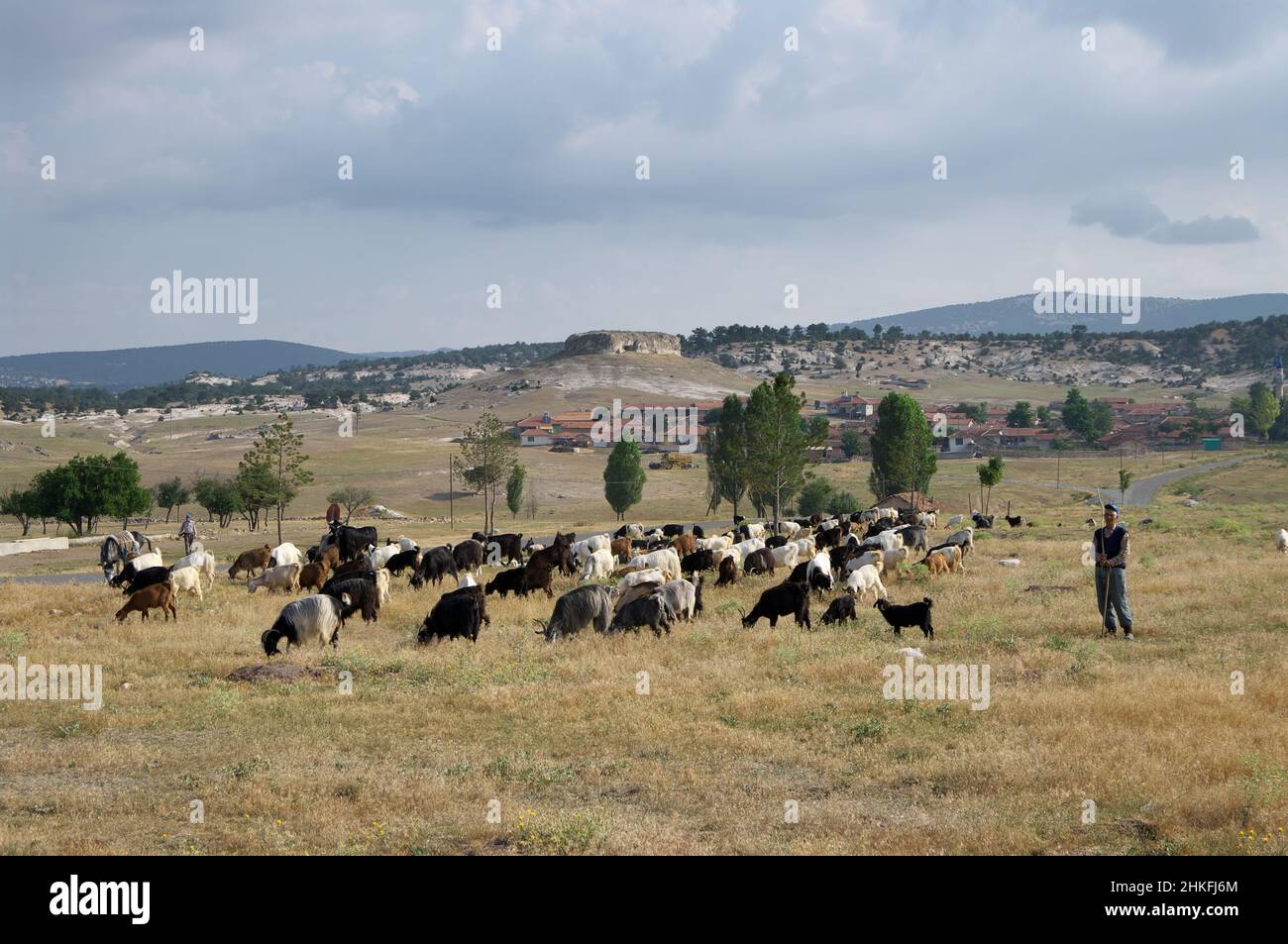berger avec troupeau de chèvres dans le paysage anatolien, Turquie Banque D'Images