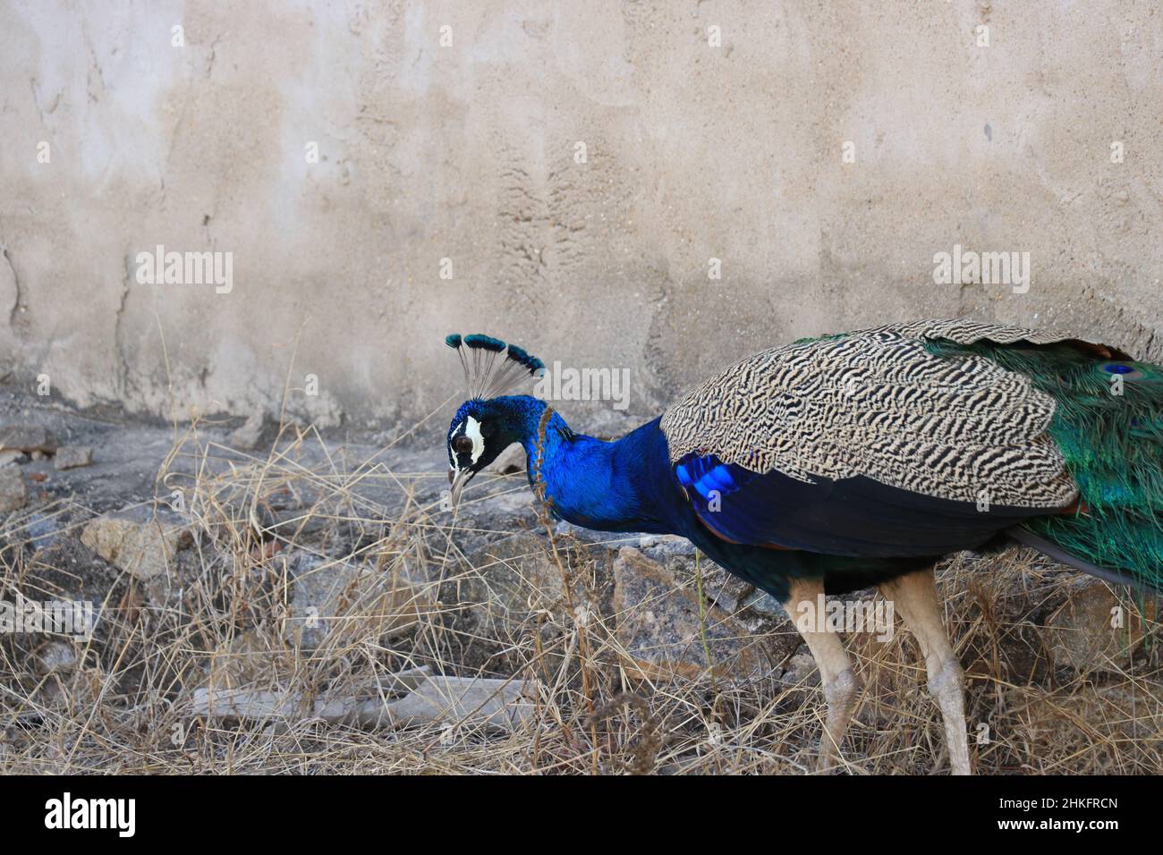 magnifique paon marchant sur le vieux toit de la maison. Banque D'Images