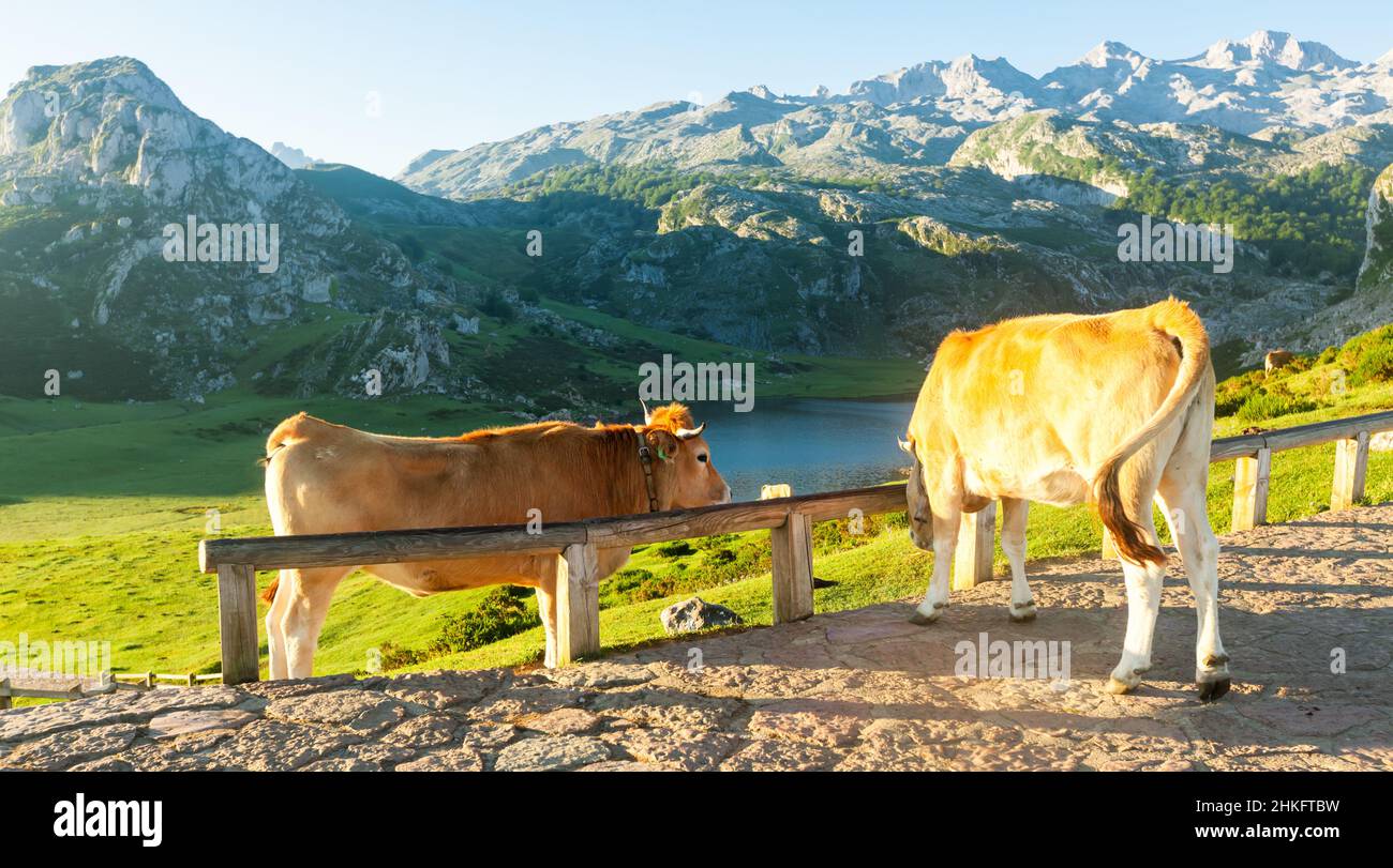 La vache à bétail des montagnes Asturies est assise sur la pelouse dans un parc national au lever du soleil Banque D'Images