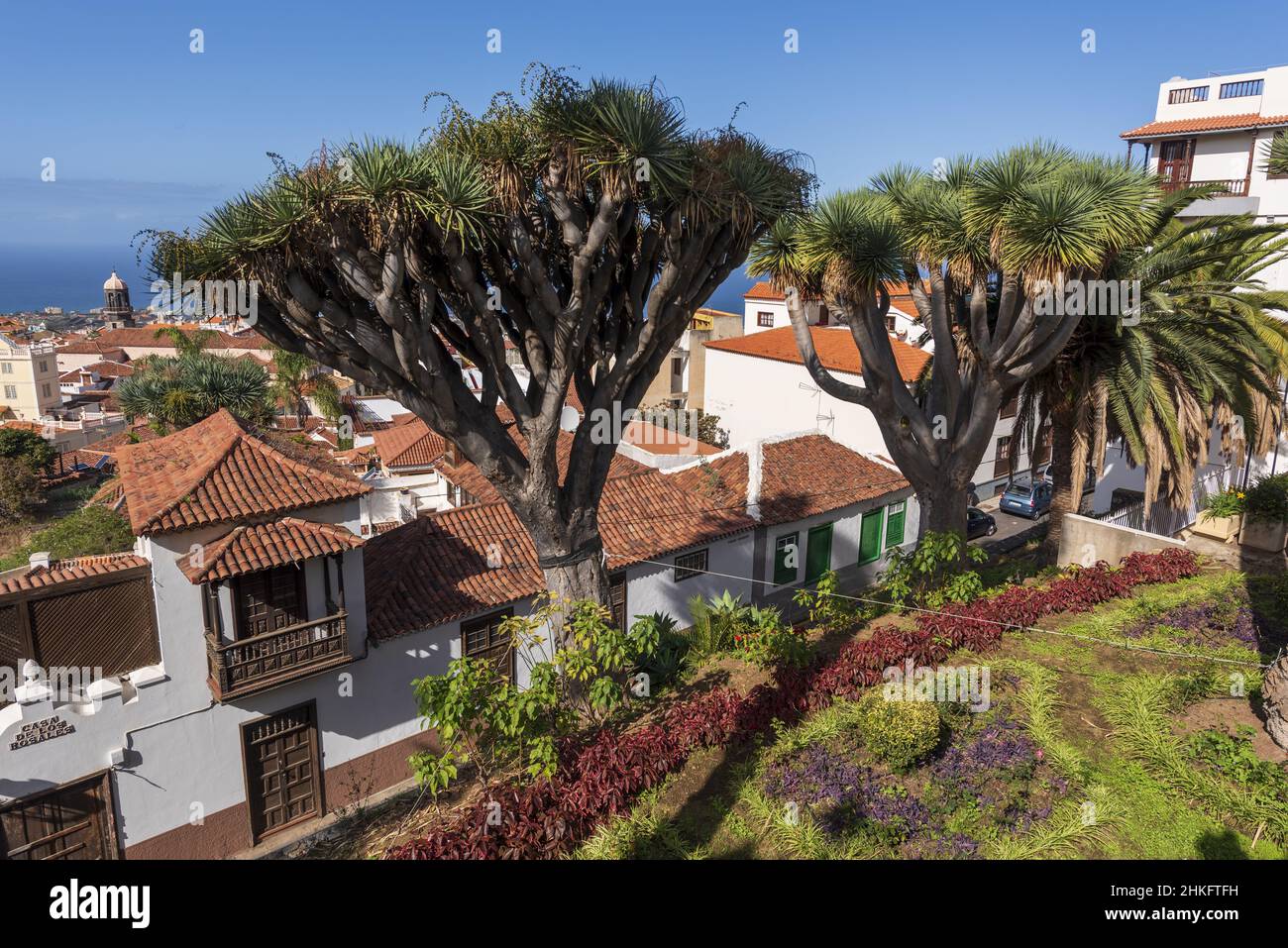 Espagne, Iles Canaries, Tenerife, la Orotava, toits de la ville, palmiers et arbres-dragon, Casa de Los Rosales Banque D'Images