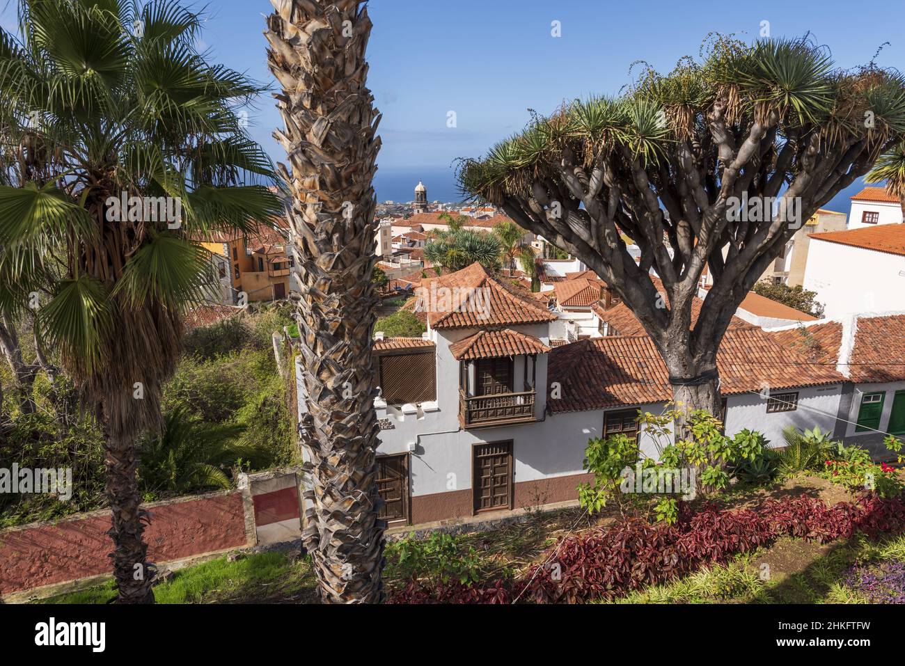 Espagne, Iles Canaries, Tenerife, la Orotava, toits de la ville, palmiers et arbres-dragon, Casa de Los Rosales Banque D'Images